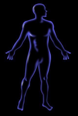 男性人体解剖站