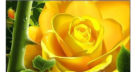 春天盛开的花朵