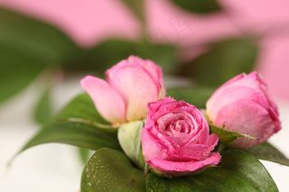 粉色玫瑰花静物设计素材