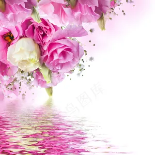 粉色玫瑰花静物设计素材