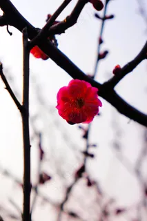 梅花图片 梅花图片