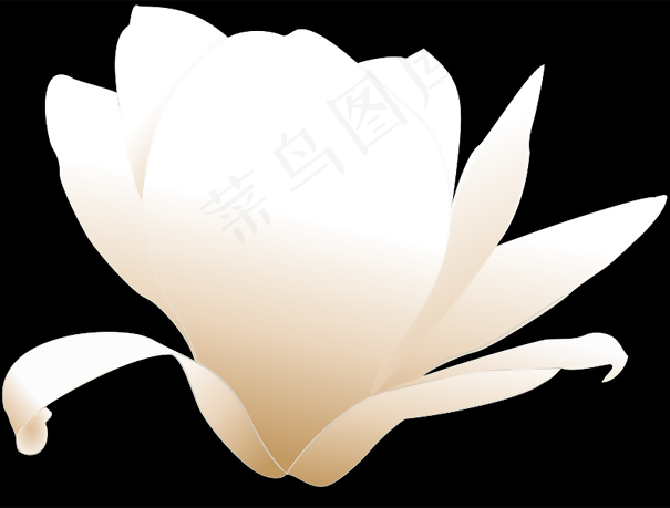 帕特丽夏03r玉兰白
