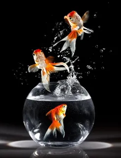 金鱼高清图片 金鱼高清图片