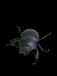 屎壳郎免抠素材PSD分层