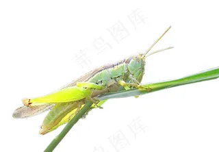 蝗虫免抠素材PSD分层