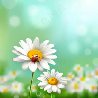 白云 草 春季 白云 草 春季