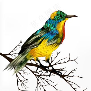 手绘鸟矢量素材插画水彩设计