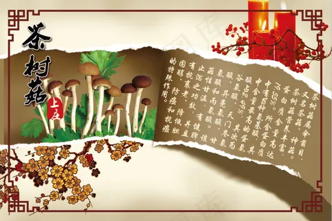 茶树菇 茶树菇