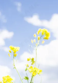 油菜花摄影图片图片