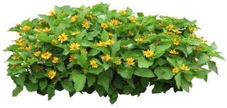 高清免抠植物黄帝菊