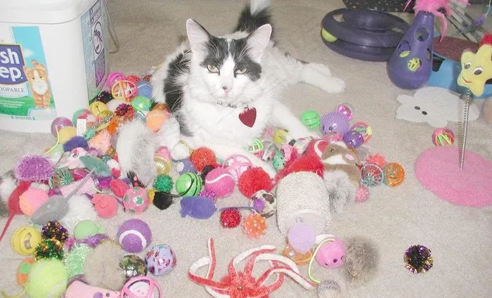猫与玩具图片