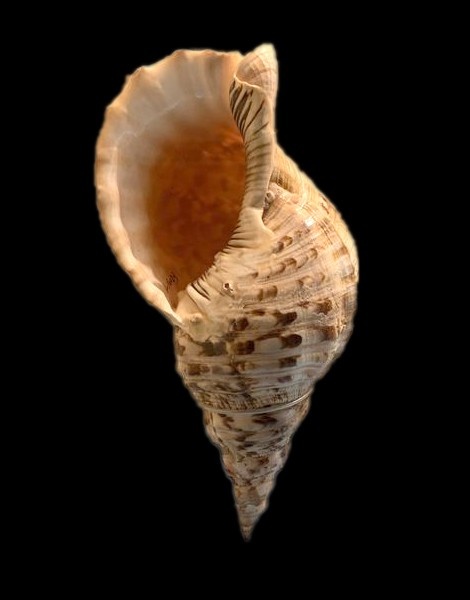 海螺免抠素材PSD分层