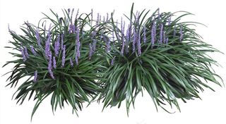 高清免抠植物薮兰