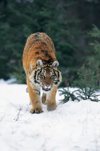 雪地上的老虎图片