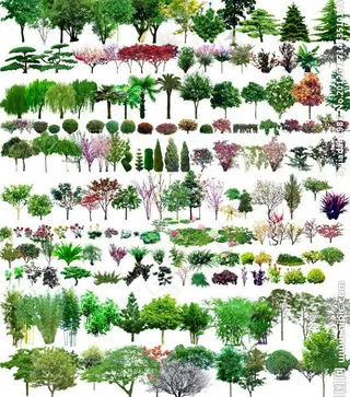 园林树木草地图片