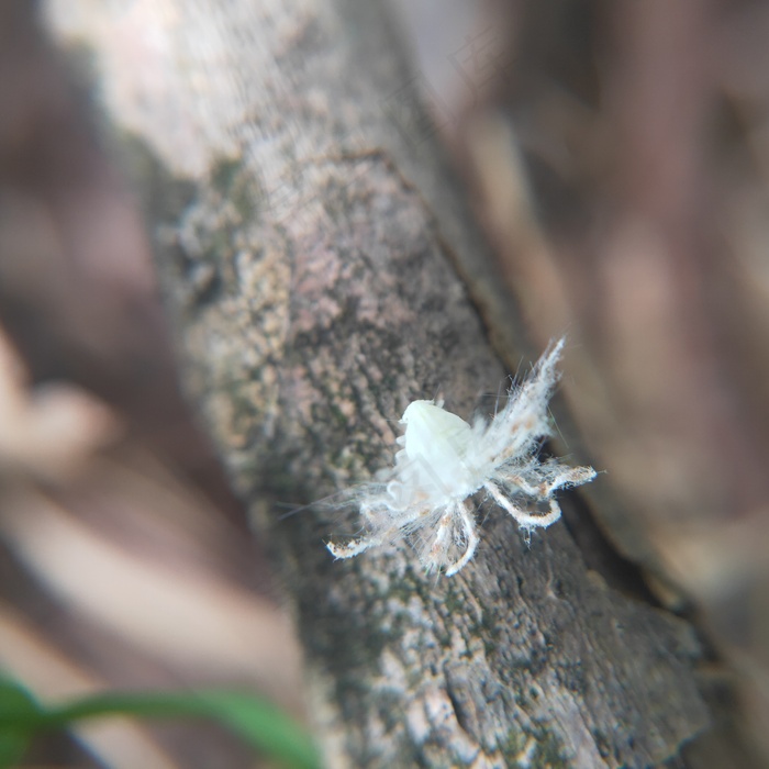 白色小清新昆虫广翅蜡蝉