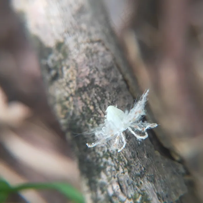 白色小清新昆虫广翅蜡蝉