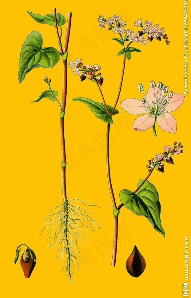 苦荞花 苦荞图片psd模版下载