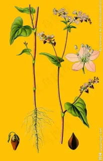 苦荞花 苦荞图片 苦荞花 苦荞图片