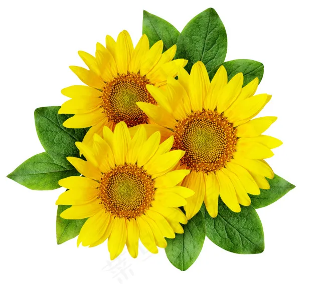PSD免扣黄色向日葵设计素材画面psd模版下载