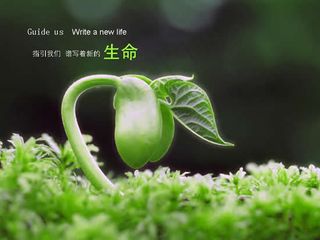 绿色环保谱写生命PPT模板