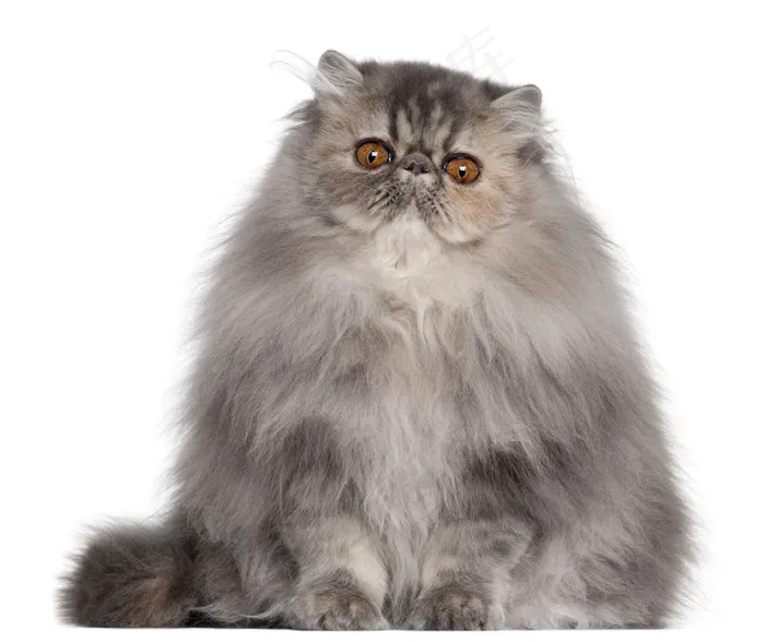 可爱猫咪图片