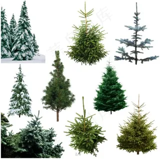 PSD 时尚园林设计之圣诞树