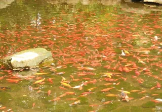 蝴蝶泉鱼池图片