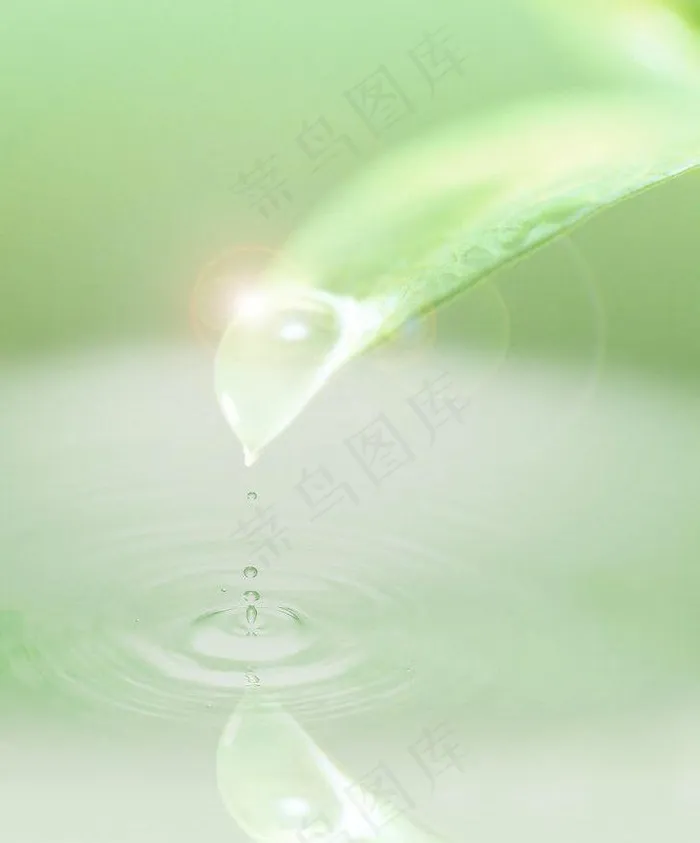 水 树叶 水滴 水纹 阳光图片