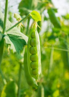 豌豆摄影 豌豆摄影