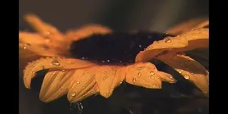 黄花滴落水珠图片