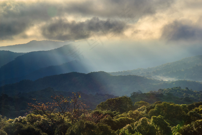 原始森林风景