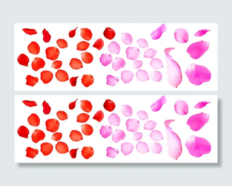 美丽玫瑰花瓣图片(7087X2362(DPI:300))psd模版下载