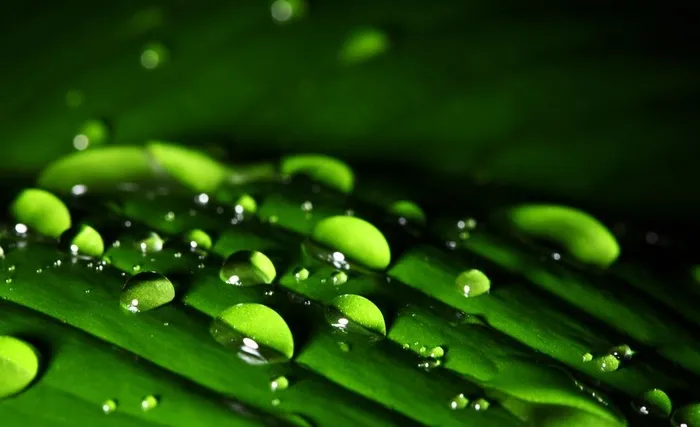 树叶上的水珠图片