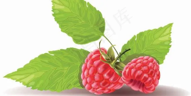 红莓矢量素材图片eps,ai矢量模版下载