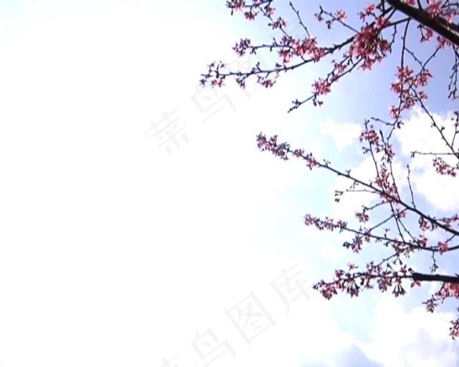 桃花绽放背景视频素材素材下载