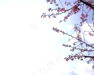 桃花绽放背景视频素材素材下载