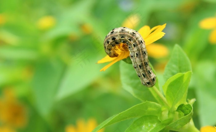 甘菊图片