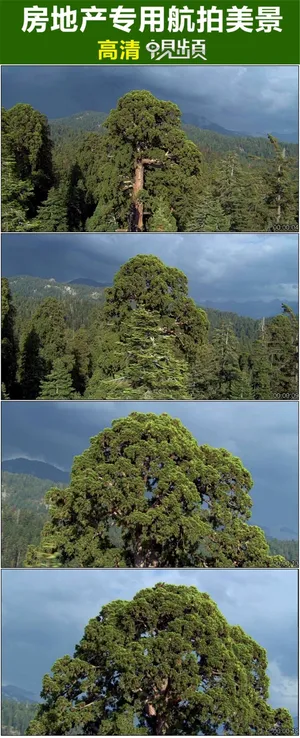 航拍绿色森林地产专用视频