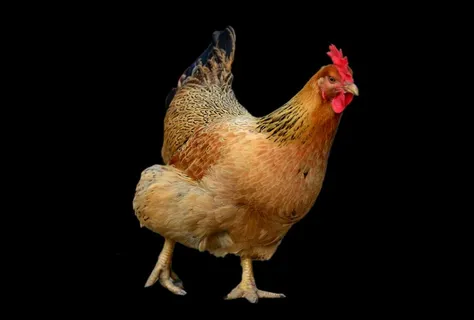 鸡免抠素材PSD分层 鸡免抠素材PSD分层