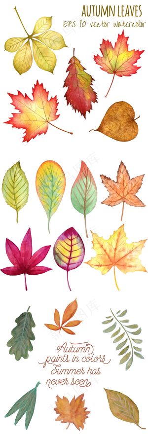 2017唯美森系水彩手绘秋日落叶矢...