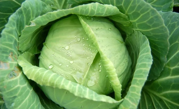 卷心菜图片