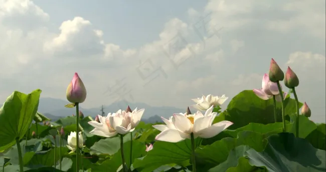 荷塘美景 荷花特写
