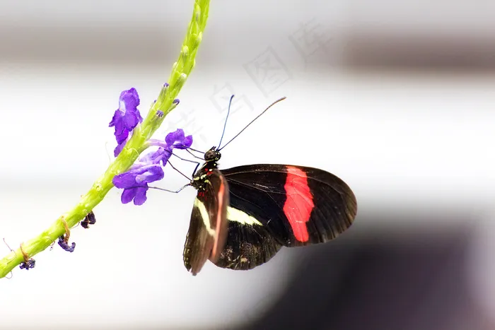 邮差蝴蝶在花