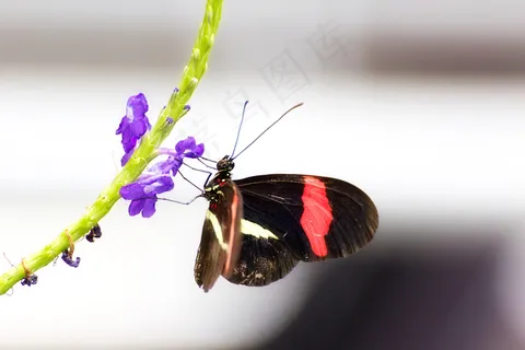 邮差蝴蝶在花