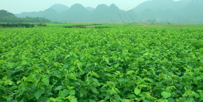 蚕桑基地田园图片