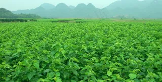 蚕桑基地田园图片