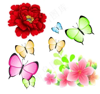 牡丹 蝴蝶 花朵图片