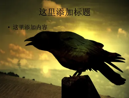 乌鸦特写高清PPT(5)