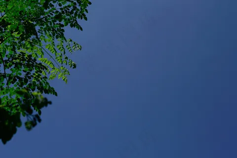 辣木树叶和蓝色的狡猾